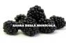 Sagra Della Moricola, Edizione 2019 - Veroli (FR)