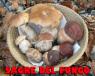 Calendario Sagre Del Fungo, A Tavola Con I Funghi In Tutta Italia -  ()