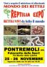 Reptilia Expo - L'affascinante Mondo Dei Rettili, Rettili Vivi Da Tutto Il Mondo - Azzano San Paolo (BG)