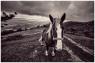 Esperienze A Quattro Zampe A Cantiano, L’autunno Del Grand Tour Delle Marche Svela Il Mondo Equestre&equino - Cantiano (PU)