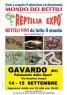 Reptilia Expo - L'affascinante Mondo Dei Rettili A Gavardo, Rettili Vivi Da Tutto Il Mondo - Gavardo (BS)