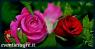 La Festa Delle Rose A Piea, Edizione 2020 - Piea (AT)