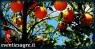 Mercato Settimanale Di Cordenons, Il Luogo In Cui Trovare Ortaggi, Frutta E Verdura, Gastronomia, Prodotti Del Territorio - Cordenons (PN)