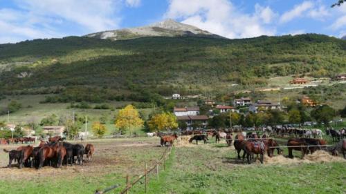 Mostra Mercato Regionale Del Cavallo - Cantiano