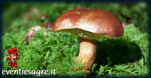 Sagra Dei Funghi - Floresta