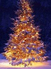Accendiamo Insieme L'albero Di Natale - Genga