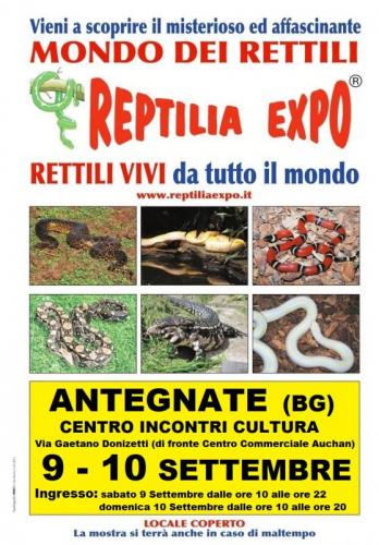 Reptilia Expo - L'affascinante Mondo Dei Rettili - Antegnate
