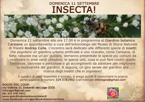Insecta - Sgonico