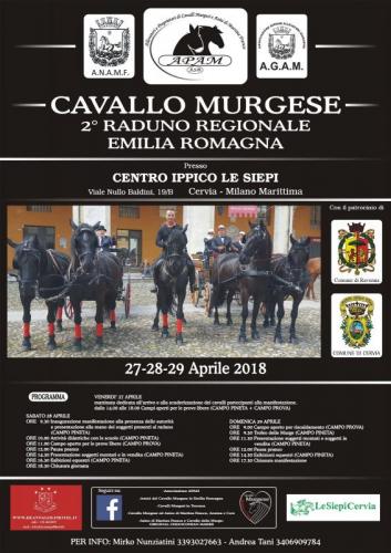 Raduno Cavalli Murgesi - Cervia