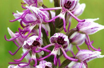 Fioriture D’incanto: Le Orchidee Dei Monti Sibillini - Montemonaco