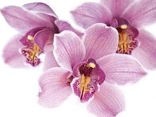 Escursione Per Orchidee - Mongiardino Ligure