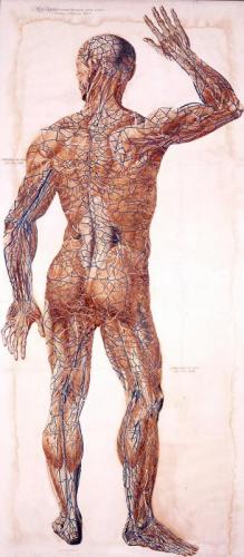 Anatomia, Realtà E Rappresentazione - Pisa