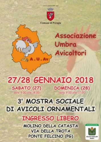 Mostra Sociale Di Avicoli Ornamentali - Perugia