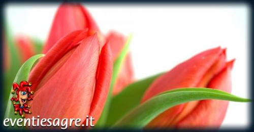 Tulipani A Corte - Govone