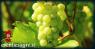Festa Dell'uva Impruneta, Edizione 2022 - Impruneta (FI)