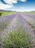 Lavanda e Dintorni, Arquà Petrarca Riscopre La Lavanda - Arquà Petrarca (PD)