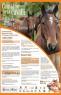 Mostra Mercato Regionale Del Cavallo, Cantiano Fiera Cavalli 2019 - Cantiano (PU)