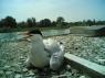 Riapertura Dell'area Naturalistica Le Chiesuole, Le Piccole Sterne Sono Nate! - Collecchio (PR)