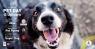 Pet Day, Dedicato Agli Amici A 4 Zampe E Ai Loro Proprietari - Milano (MI)