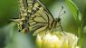 Butterfly Safari, Una Caccia Senza Prede - Bordano (UD)