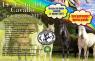 Festa Del Cavallo, 14^ Edizione - Anno 2017 - Moricone (RM)