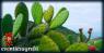 Festa Del Cactus, Mostra Mercato E Scambio Di Piante Succulente - San Lazzaro Di Savena (BO)