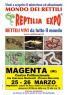 Reptilia Expo, Rettili Vivi Da Tutto Il Mondo In Mostra A Magenta - Magenta (MI)