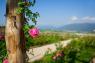 Giardino Della Rosa, Oltre 400 Varietà Floreali Per Un Totale Di Ben 12.000 Roseti In Esposizione - Ronzone (TN)