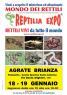 Reptilia Expo, Serpenti E Rettili Da Tutto Il Mondo In Mostra A Agrate Brianza - Agrate Brianza (MB)