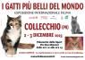 I Gatti Più Belli Del Mondo, Esposizione Internazionale Felina A Collecchio - Collecchio (PR)