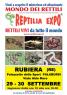 Reptilia Expo, Rettili Vivi Da Tutto Il Mondo - Rubiera (RE)