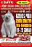 Esposizione Internazionale Felina, I Gatti Più Belli Del Mondo Ad Azzano - Azzano San Paolo (BG)