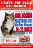 I Gatti Più Belli Del Mondo, Esposizione Internazionale Felina - Vinci (FI)