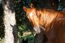 Lezioni Di Equitazione, Cavalli, sport ed emozioni - Grosseto (GR)