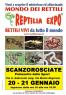 Reptilia Expo, L'affascinante Mondo Dei Rettili - Scanzorosciate (BG)