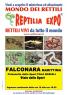 Reptilia Expo, Rettili Vivi Da Tutto Il Mondo In Mostra - Falconara Marittima (AN)