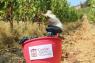 Cantine Aperte In Vendemmia, Da Quest’anno Il Picnic In Cantina Più Grande D’italia -  ()