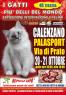 I Gatti Piu' Belli Del Mondo , Esposizione Internazionale Felina - Calenzano - Calenzano (FI)