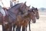 Butteri Di Maremma, Spettacolo Equestre - Castiglione Della Pescaia (GR)
