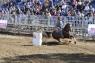 Versilia Western Show, Cowboy E Cavalli Americani Nella Pineta Di D’annunzio - Pietrasanta (LU)