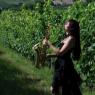 Marche Da Spettacolo! Tra Le Dolci Colline Pettinate, Ritmi Jazz E Cinema D’autore, Tra Panorami Mozzafiato E Degustazioni D’autore  - Fermo (FM)