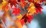 L'autunno Nel Piatto, Un Menù Dedicato All'autunno - Cinto Euganeo (PD)