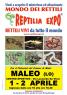 Reptilia Expo - L'affascinante Mondo Dei Rettili - Maleo , Rettili Vivi Da Tutto Il Mondo - Maleo (LO)