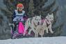 Campionato Europeo Di Sleddog Di Media E Lunga Distanza, Cani Da Slitta - Lavarone (TN)