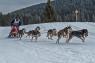 Campionato Europeo Assoluto Di Sleddog Di Sprint E Media Distanza, Cani Da Slitta - Lavarone (TN)