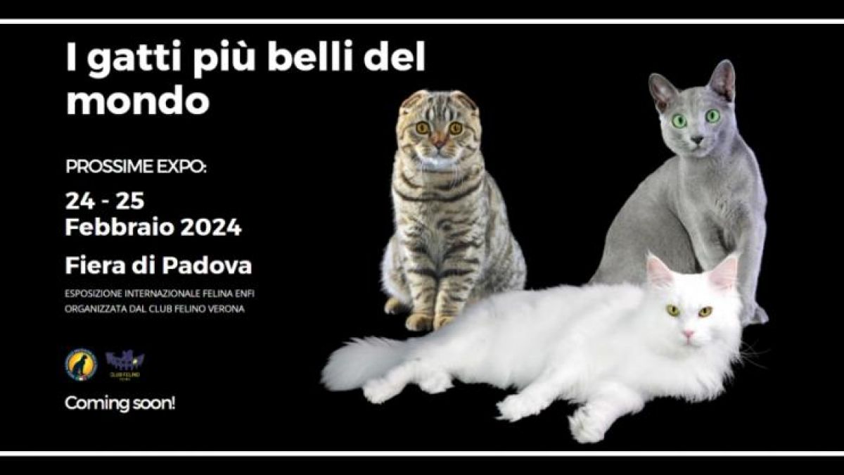 Padova i Gatti Più Belli Del Mondo a Padova | 2023 | (PD) Veneto |  eventiesagre.it
