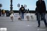 Trieste Solodoggyrun, 5^ Edizione - Trieste (TS)
