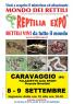 Reptilia Expo: L'affascinante Mondo Dei Rettili A Caravaggio, Rettili Vivi Da Tutto Il Mondo - Caravaggio (BG)