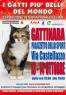 I Gatti Più Belli Del Mondo A Gattinara, Esposizione Internazionale Felina - Gatti Di Razza In Passerella - Gattinara (VC)