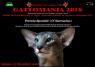 Gattomania Esposizione Internazionale Felina A Caserta, Con Oltre 200 Esemplari Tra I Più Belli Al Mondo - Caserta (CE)